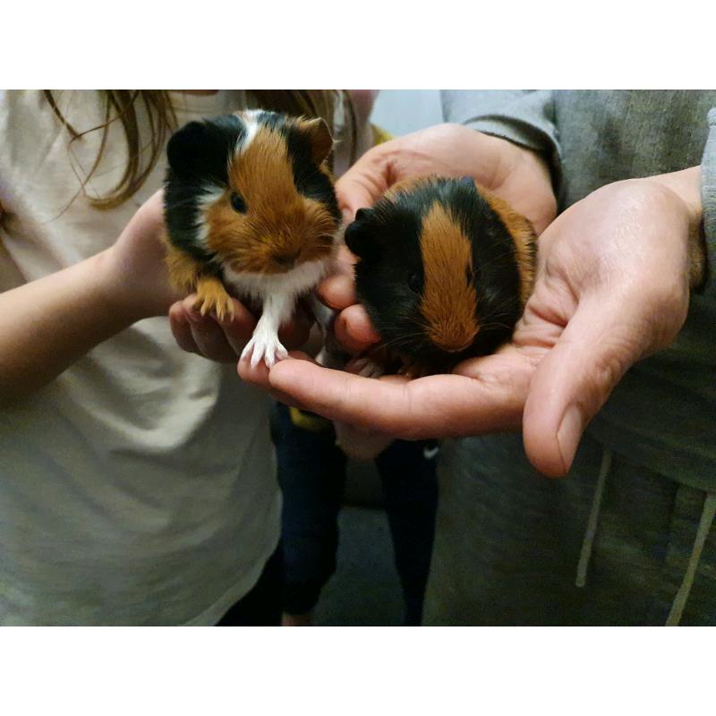 Baby guinea pigs for sale