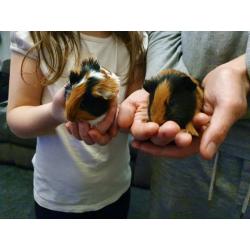 Baby guinea pigs for sale