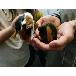 Baby guinea pigs for sale