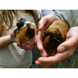 Baby guinea pigs for sale